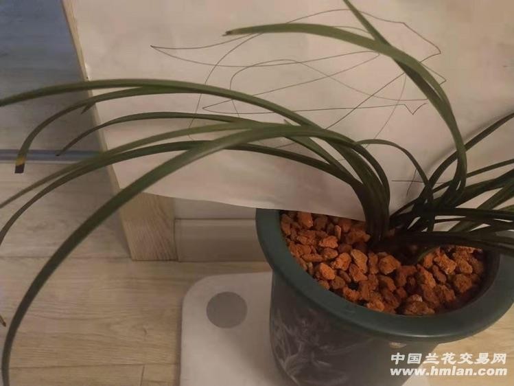 大白菜预苗栽培那些事儿：从选种到壮苗的全流程实战技巧