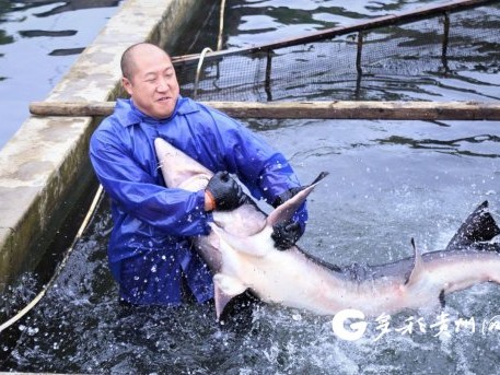 咱们养鱼人的技术经：从“看天吃饭”到“心中有谱”的跨越