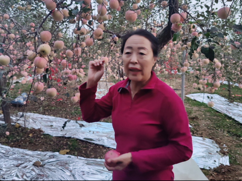 《两位李保国老师的农耕智慧：从太行山到黑土地的种植技术传承》