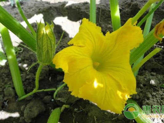 伏天栽瓜不认命，立秋后头这茬西葫芦才真叫“抢秋票”