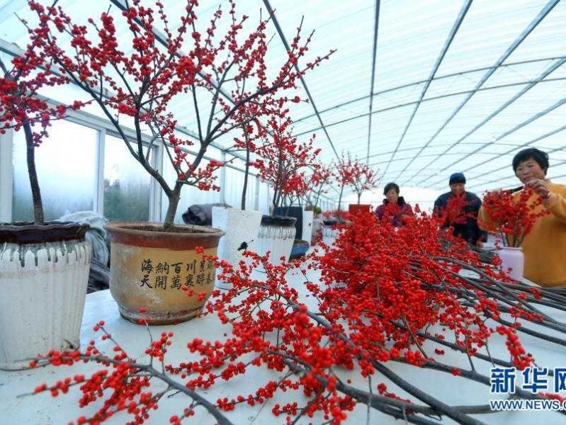冬青树种植全攻略：从种子到绿篱的保姆级教程