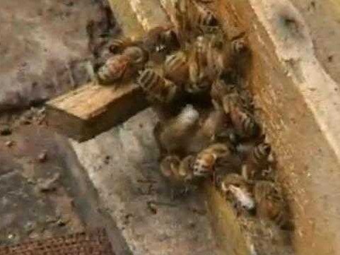免费蜜蜂养殖技术视频精华整理与实战心得分享