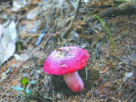 正红菇仿生栽培的那些事儿：从山野林间到可控生产之路