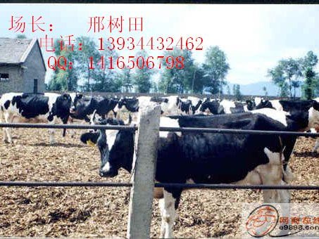 奶牛养殖的那些门道，视频里全都有