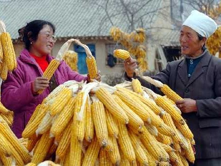 地膜玉米种植，乡亲们的增产增收秘诀都在这里了