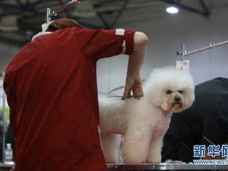 你家狗子也能当超模？AI狗狗换装全攻略，零基础秒变大片