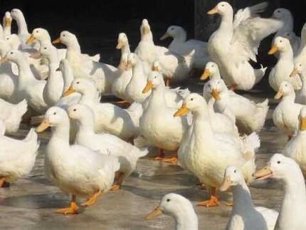 咱庄户人家的养鸭经：从雏苗到赚钱的门道