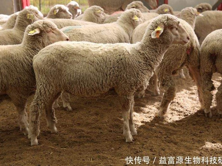 俺们村的羊都会“借腹生子”了？这门试管羊的技术真能帮咱老百姓把钱挣了！