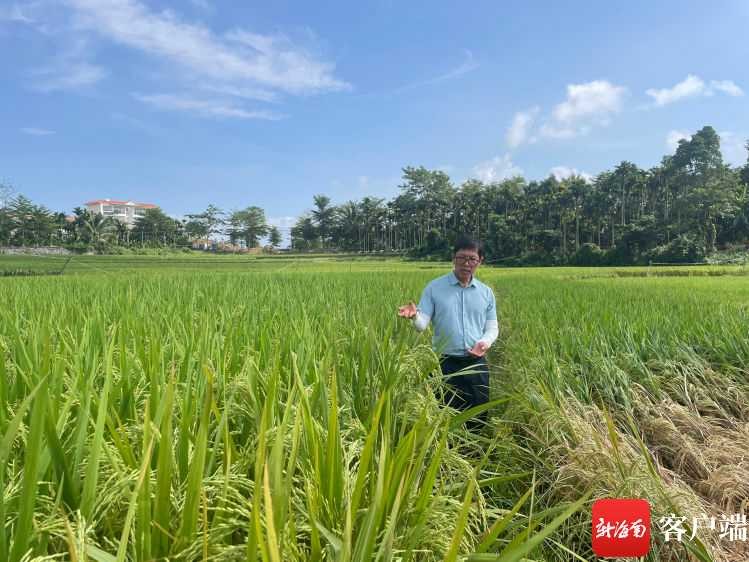 咱中国农技推广这十年：从“两张皮”到“一条心”的田间革命