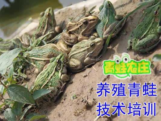养蛙致富路，这些“秘籍”得备好