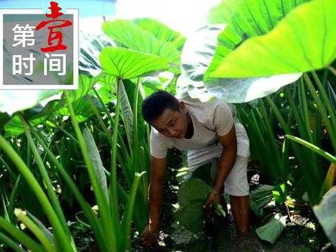 芋仔种植有门道 从选种到收获全掌握