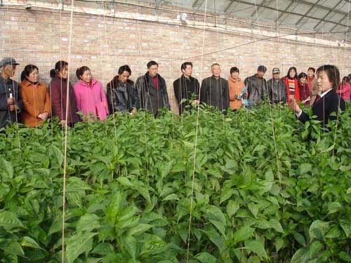 南方冬种马铃薯，想要高产还真得这么干！老农经验+新科技结合版