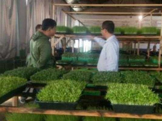 自家发绿豆芽，咋整才能又粗又嫩还不烂根？