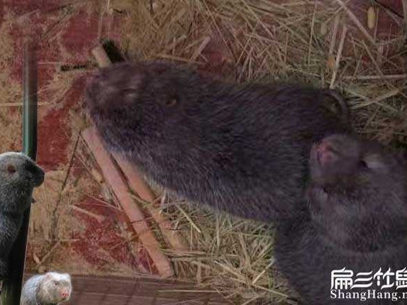 抓竹鼠技术秘传心法