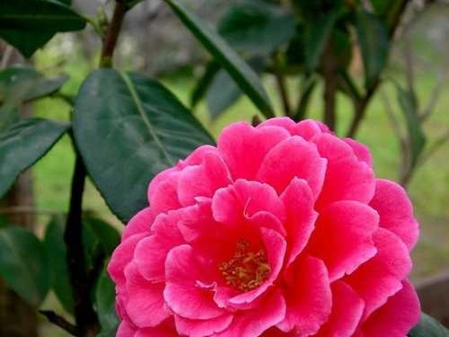 茶花根系救星：手把手教你让“娇气”茶花重获新生