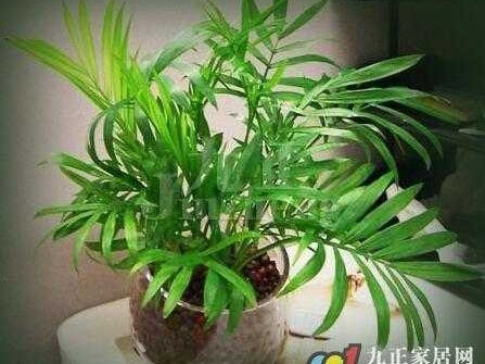 椰子盆栽养护全攻略：让你的小椰树在家中也生机勃勃