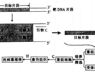 生物PCR技术原理大：从基础到实战全攻略