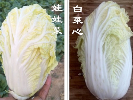 农家地里种白薇，老把式手把手教你稳产又增收