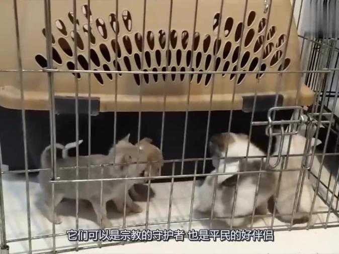 宠物狗养殖技术培训，养狗路上不迷茫