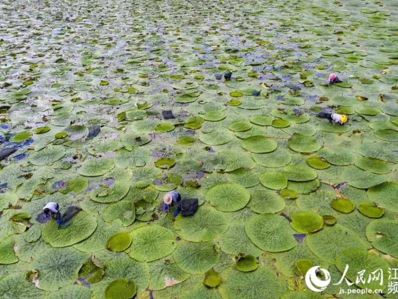 茨实种植技术大老农亲授实战心得
