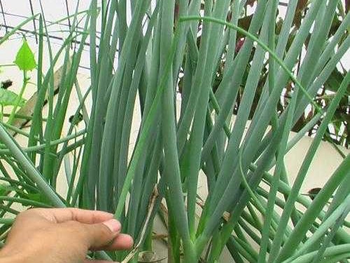 寒葱种植视频里的那些门道 你看懂了几个