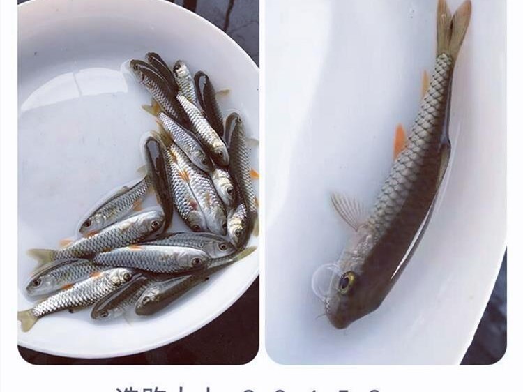 养青竹鱼赚钱吗？老师傅呕心沥血整理的经验，看完少踩坑！