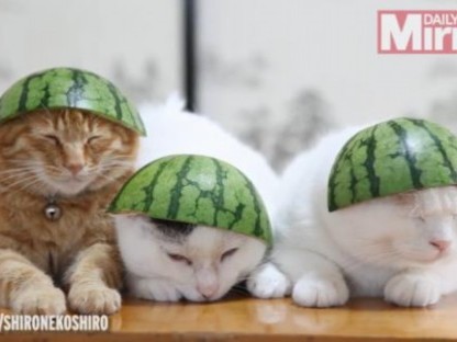 “西瓜猫咪”爆火全网，教你抓住这波流量红利！